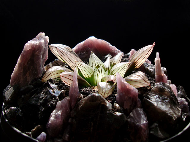 f:id:haworthii:20200702223009j:plain