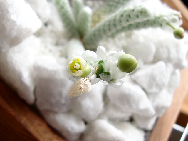 f:id:haworthii:20200710172931j:plain