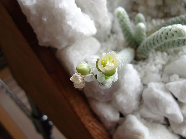 f:id:haworthii:20200710172957j:plain