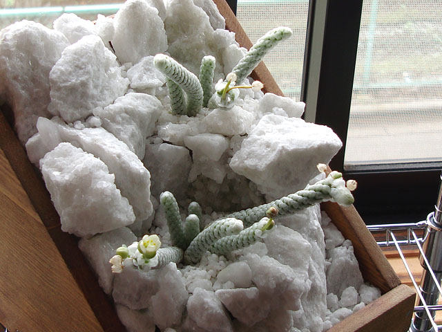 f:id:haworthii:20200710173034j:plain