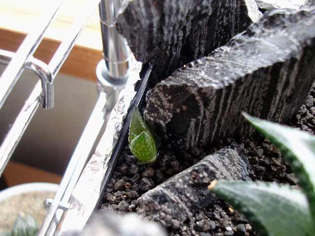 f:id:haworthii:20200710173549j:plain