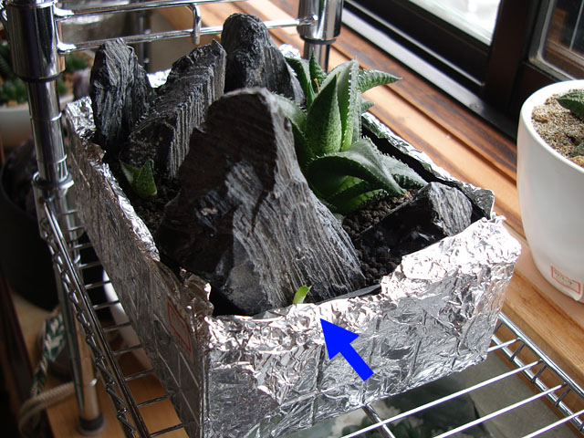 f:id:haworthii:20200710173703j:plain