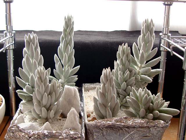 f:id:haworthii:20200809190929j:plain f:id:haworthii:20200809190929j:plain