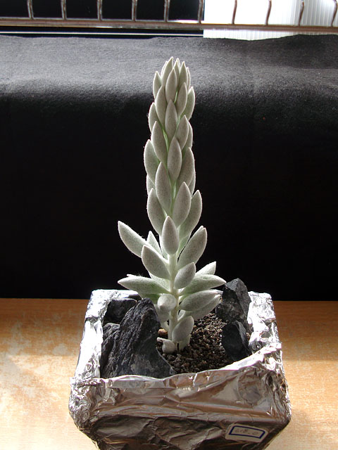 f:id:haworthii:20200809192631j:plain f:id:haworthii:20200809192631j:plain