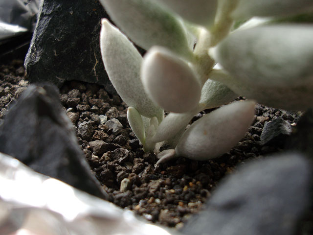 f:id:haworthii:20200809192842j:plain f:id:haworthii:20200809192842j:plain