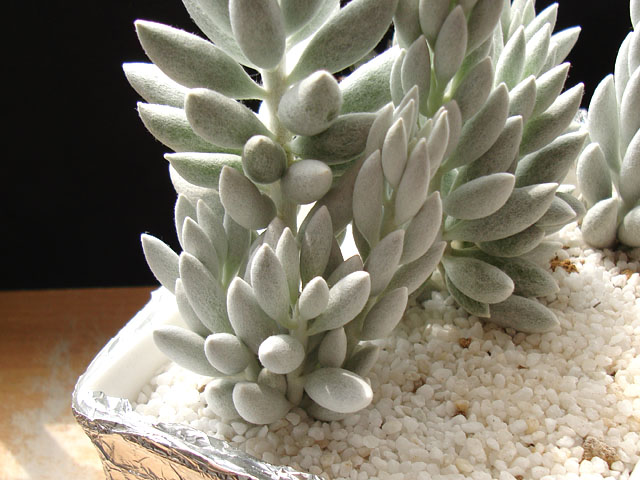 f:id:haworthii:20200809193552j:plain f:id:haworthii:20200809193552j:plain