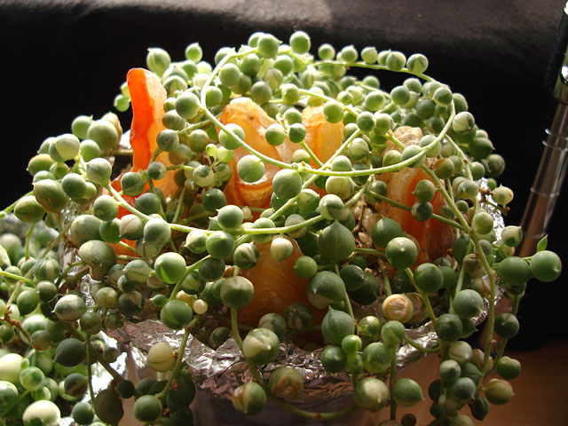 f:id:haworthii:20200811141602j:plain f:id:haworthii:20200811141602j:plain