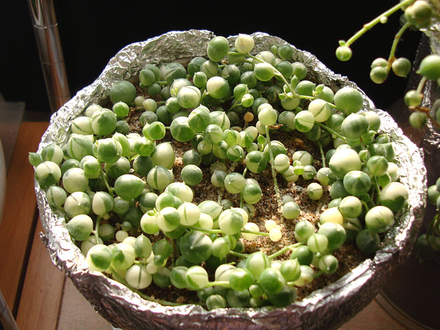 f:id:haworthii:20200811142652j:plain f:id:haworthii:20200811142652j:plain