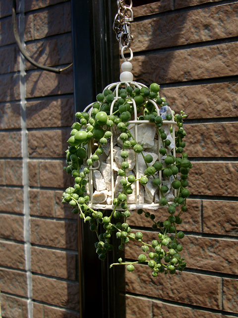 f:id:haworthii:20200811143646j:plain f:id:haworthii:20200811143646j:plain