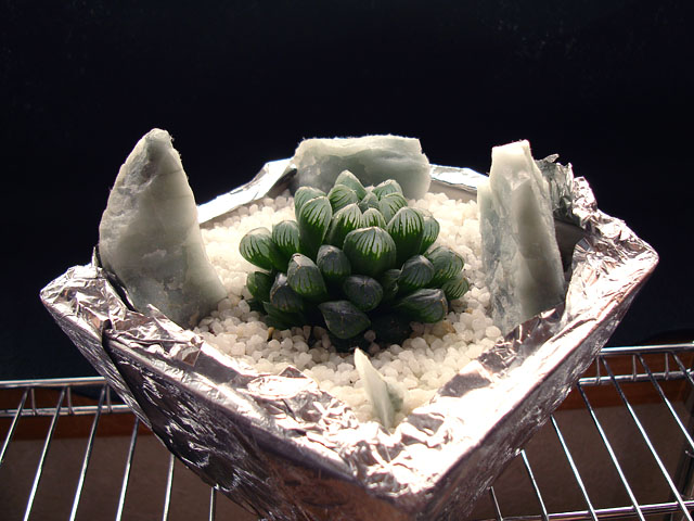 f:id:haworthii:20200822190520j:plain f:id:haworthii:20200822190520j:plain