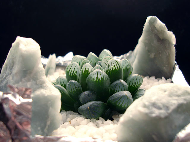 f:id:haworthii:20200822191442j:plain f:id:haworthii:20200822191442j:plain