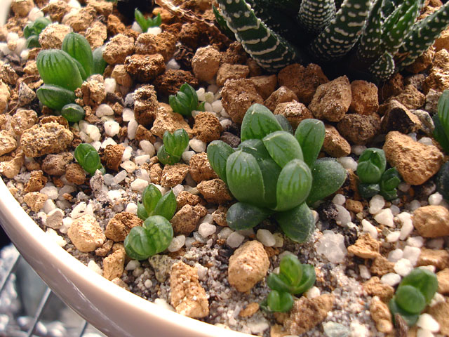 f:id:haworthii:20200822192049j:plain f:id:haworthii:20200822192049j:plain