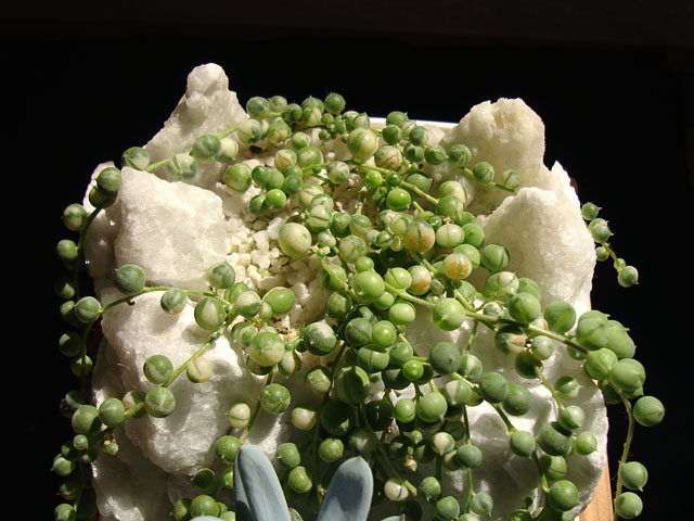 f:id:haworthii:20200825184247j:plain