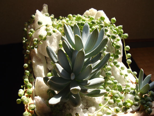 f:id:haworthii:20200825185459j:plain