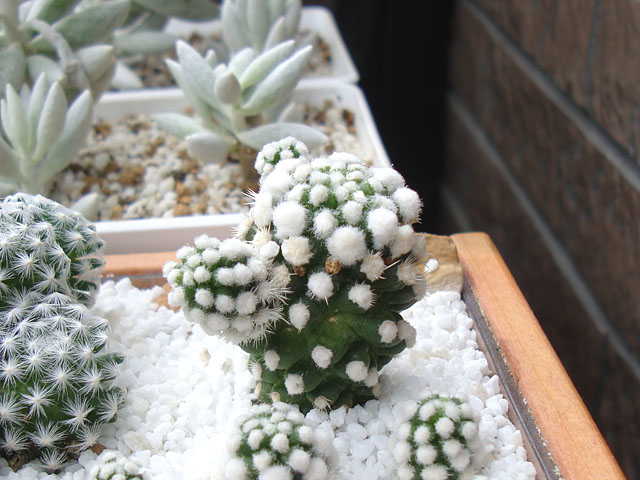 f:id:haworthii:20201007151302j:plain