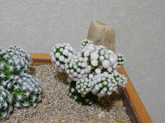 f:id:haworthii:20201007151802j:plain