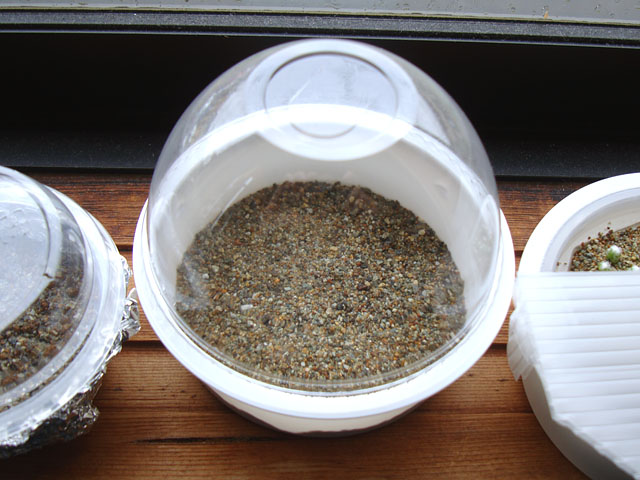 f:id:haworthii:20201010143409j:plain f:id:haworthii:20201010143409j:plain