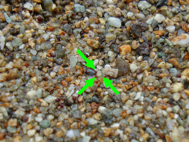 f:id:haworthii:20201012201011j:plain f:id:haworthii:20201012201011j:plain