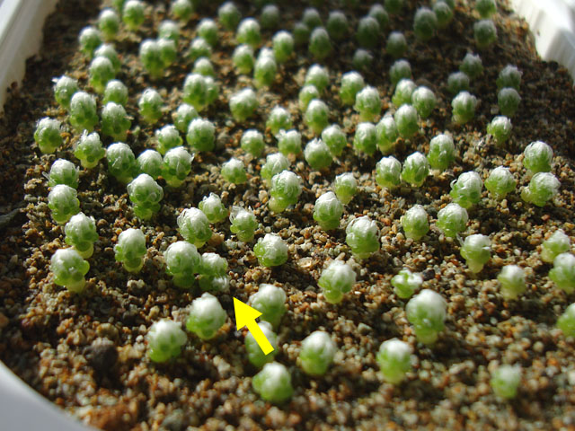 f:id:haworthii:20201016192200j:plain