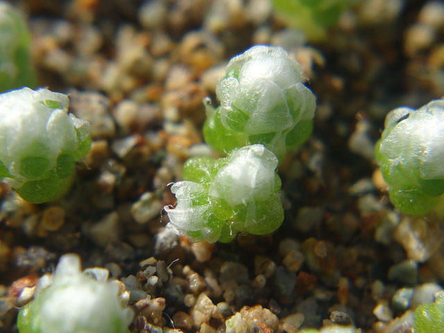 f:id:haworthii:20201016192652j:plain