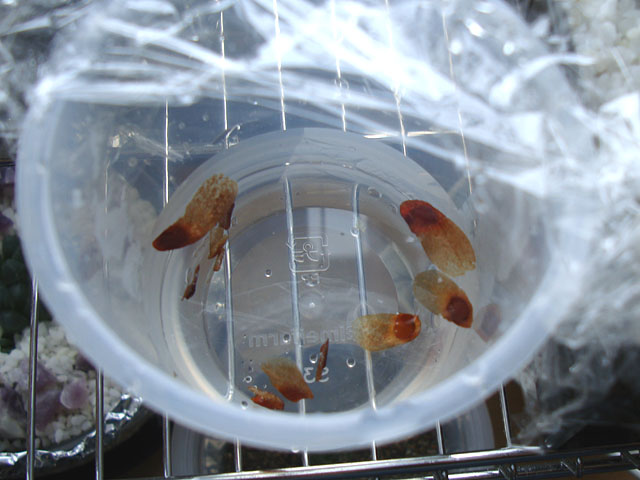 f:id:haworthii:20201024164408j:plain f:id:haworthii:20201024164408j:plain