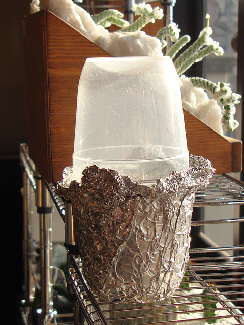 f:id:haworthii:20201024165047j:plain f:id:haworthii:20201024165047j:plain