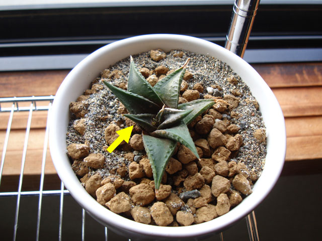 f:id:haworthii:20201024204531j:plain