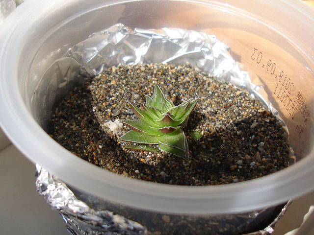 f:id:haworthii:20201024210258j:plain