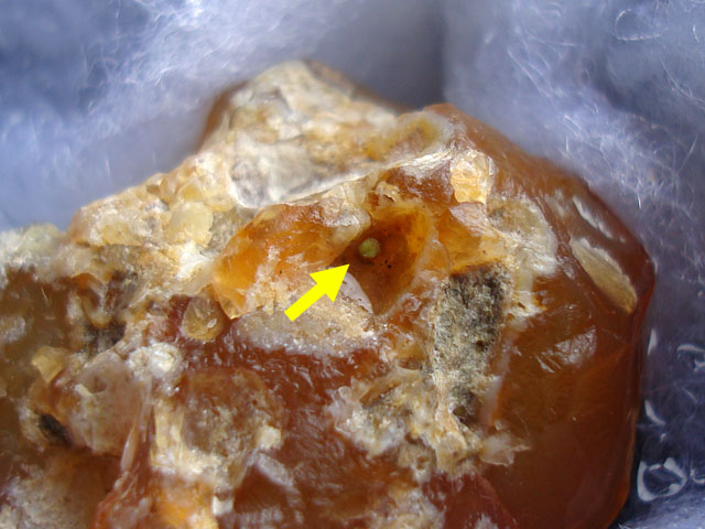 f:id:haworthii:20201107144004j:plain