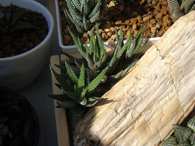 f:id:haworthii:20201116160839j:plain