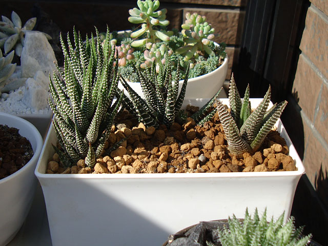 f:id:haworthii:20201116161105j:plain