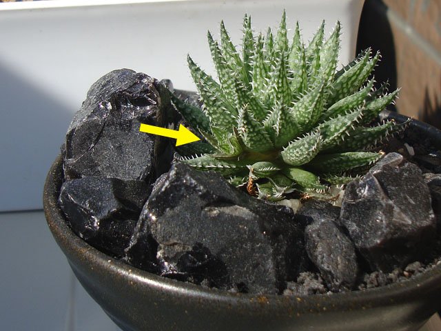 f:id:haworthii:20201116161418j:plain