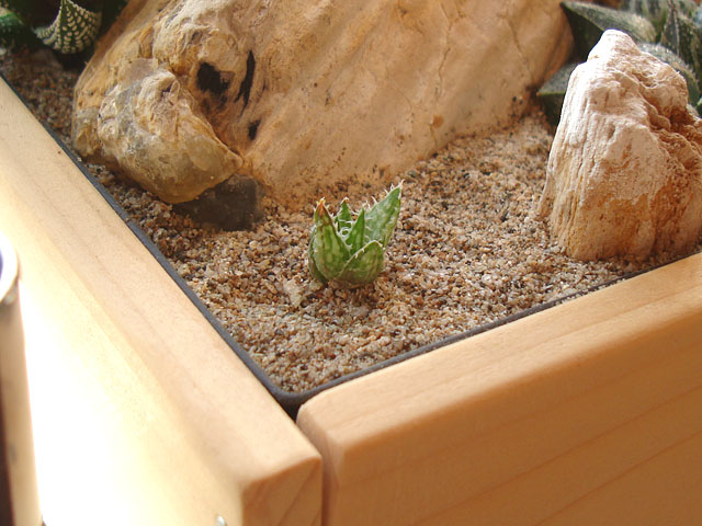 f:id:haworthii:20201116161620j:plain