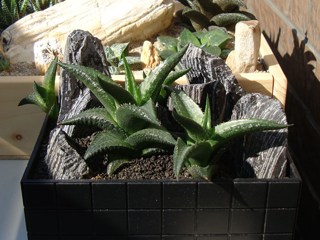 f:id:haworthii:20201116161725j:plain