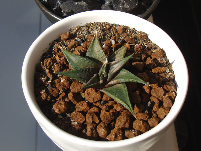 f:id:haworthii:20201116164441j:plain