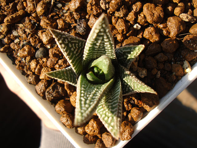 f:id:haworthii:20201116165912j:plain