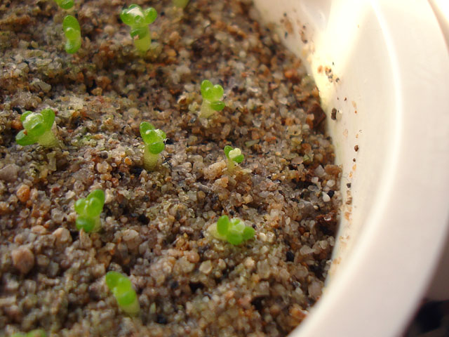 f:id:haworthii:20201120010345j:plain