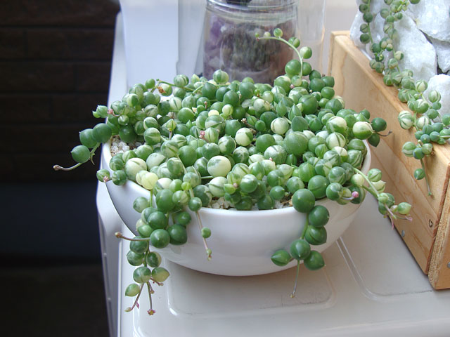 f:id:haworthii:20201121162546j:plain