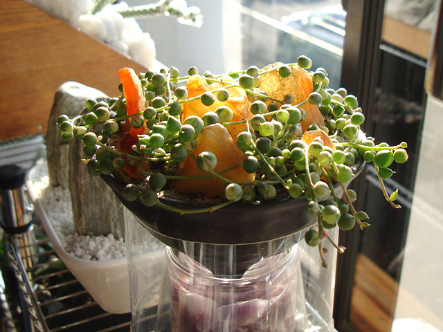 f:id:haworthii:20201121164115j:plain