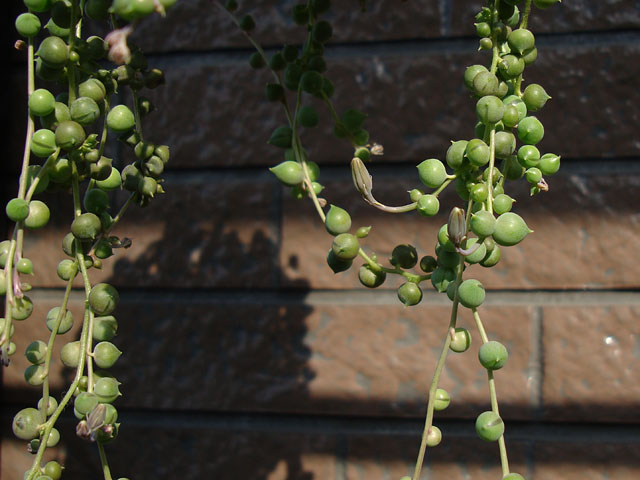 f:id:haworthii:20201121164853j:plain