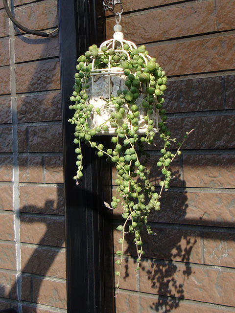 f:id:haworthii:20201121164904j:plain