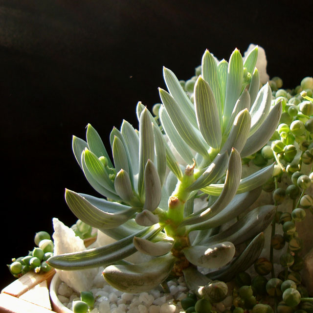 f:id:haworthii:20201121171958j:plain