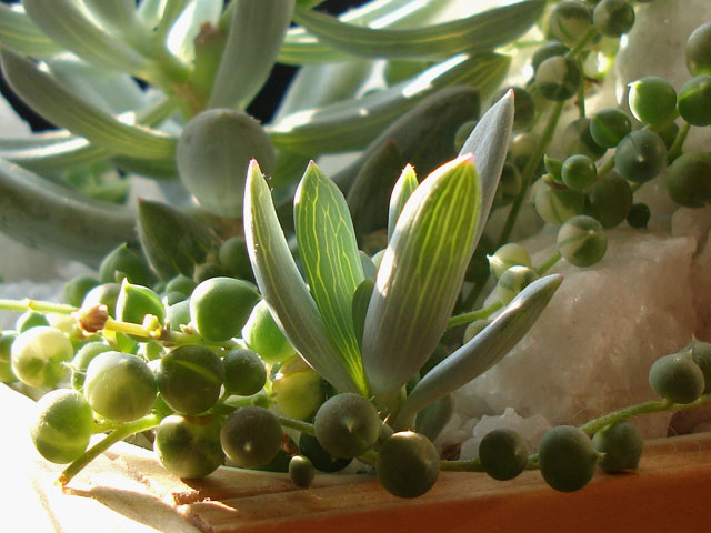 f:id:haworthii:20201121172259j:plain