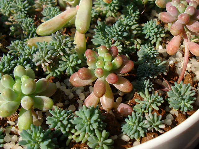 f:id:haworthii:20201123131527j:plain