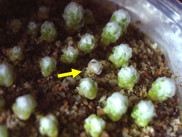 f:id:haworthii:20201207145514j:plain