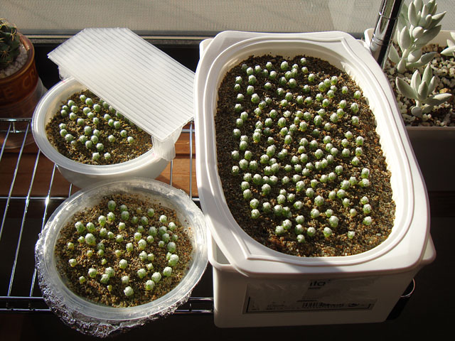 f:id:haworthii:20201207152209j:plain