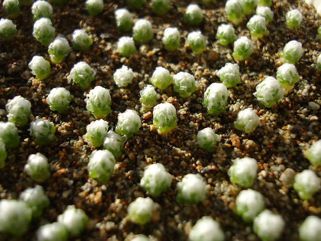 初めての実生⑦：種まきから6ヶ月 - 石と多肉植物