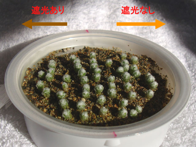 f:id:haworthii:20201207152512j:plain