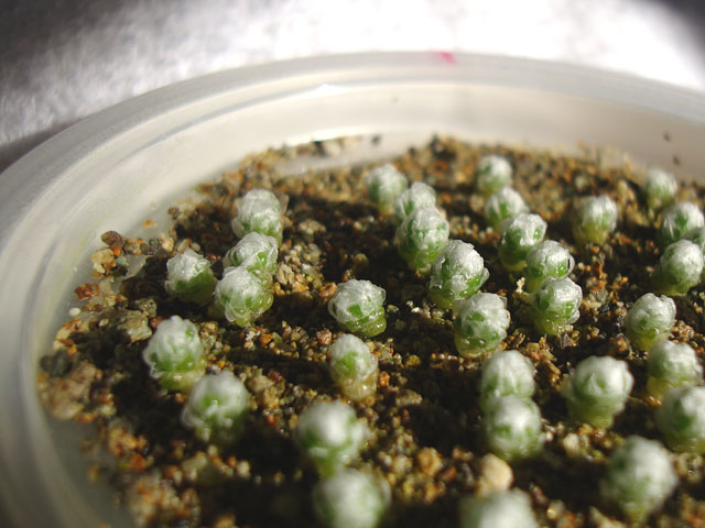 f:id:haworthii:20201207152639j:plain