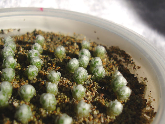 f:id:haworthii:20201207152832j:plain